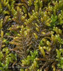 Attēlu rezultāti vaicājumam “Palustriella falcata”