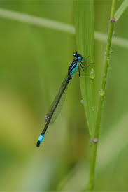 Attēlu rezultāti vaicājumam “Ischnura pumilio”