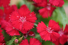 Attēlu rezultāti vaicājumam “Dianthus deltoides flower”