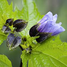 Attēlu rezultāti vaicājumam “Nicandra physalodes”