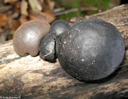 Attēlu rezultāti vaicājumam “Daldinia concentrica”