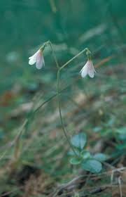 Attēlu rezultāti vaicājumam “Linnaea borealis”