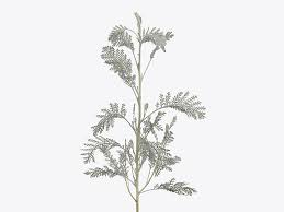 Image result for Chrysanthemum ptarmiciflorum