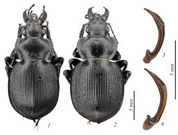Attēlu rezultāti vaicājumam “Exobasidium cassandrae”