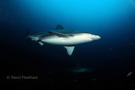 Image result for Carcharhinus brachyurus