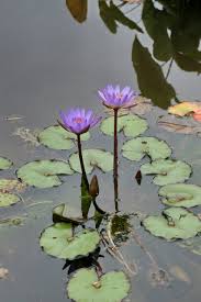 Attēlu rezultāti vaicājumam “Nymphaeaceae”