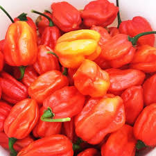 Afbeeldingsresultaat voor aji dulce sweet pepper