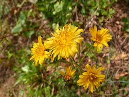 Attēlu rezultāti vaicājumam “Hieracium murorum”