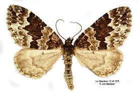 Attēlu rezultāti vaicājumam “Electrophaes corylata”