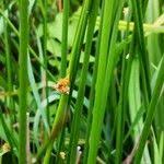 Attēlu rezultāti vaicājumam “Juncus conglomeratus fruit”