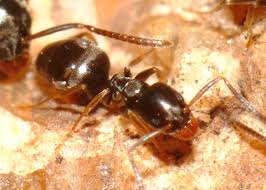 Attēlu rezultāti vaicājumam “Badhamiopsis ainoae sessile”