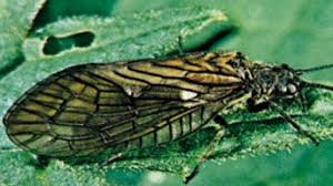 Attēlu rezultāti vaicājumam “Raphidia larva”