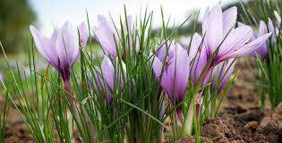Attēlu rezultāti vaicājumam “Crocus speciosus flower”