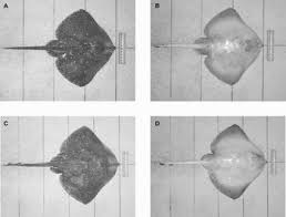 Image result for Raja brachyura