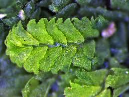 Attēlu rezultāti vaicājumam “Chiloscyphus”