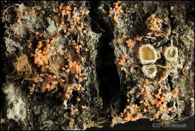 Attēlu rezultāti vaicājumam “Erythricium aurantiacum”