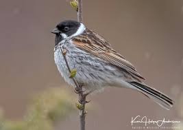 Attēlu rezultāti vaicājumam “Emberiza schoeniclus male”
