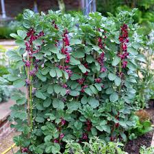 Attēlu rezultāti vaicājumam “Vicia faba flower”