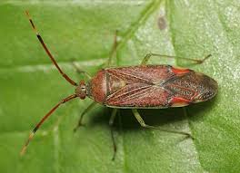 Attēlu rezultāti vaicājumam “Pantilius tunicatus imago”