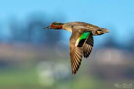 Attēlu rezultāti vaicājumam “Anas crecca male”