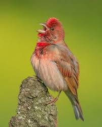 Attēlu rezultāti vaicājumam “Carpodacus erythrinus”