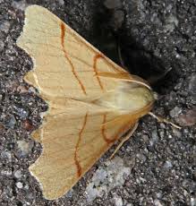 Attēlu rezultāti vaicājumam “Ennomos erosaria”