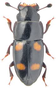 Attēlu rezultāti vaicājumam “Glischrochilus hortensis”