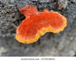 Attēlu rezultāti vaicājumam “Pycnoporellus fulgens”