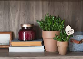 Image result for Crassula hobbit