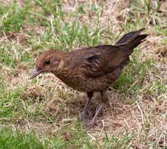 Attēlu rezultāti vaicājumam “Turdus merula juvenile”