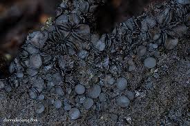 Attēlu rezultāti vaicājumam “Mollisia amenticola”