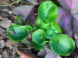 Attēlu rezultāti vaicājumam “Ficaria verna leaf”