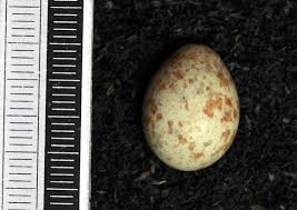 Attēlu rezultāti vaicājumam “Muscicapa striata nest”