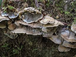 Attēlu rezultāti vaicājumam “Bjerkandera adusta”