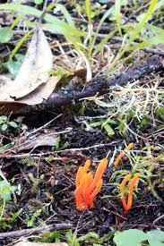 Attēlu rezultāti vaicājumam “Clavulinopsis helvola”