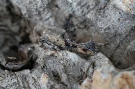 Attēlu rezultāti vaicājumam “Epermenia falciformis”