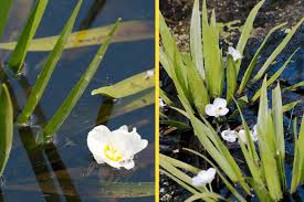 Attēlu rezultāti vaicājumam “Stratiotes aloides flower”