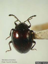 Attēlu rezultāti vaicājumam “Endomychidae”