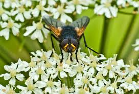 Attēlu rezultāti vaicājumam “Mesembrina meridiana”