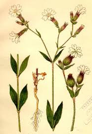 Attēlu rezultāti vaicājumam “Diderma montanum var. album stalked”