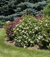 Attēlu rezultāti vaicājumam “Pentaphylloides fruticosa”