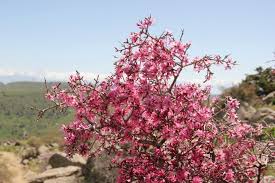 Attēlu rezultāti vaicājumam “Prunus padus var. roseiflora”