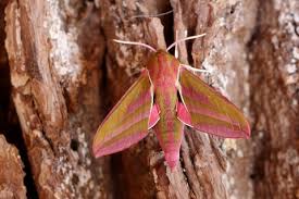 Image result for hawk moth