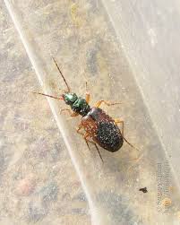 Attēlu rezultāti vaicājumam “Anchomenus dorsalis”