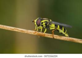 Attēlu rezultāti vaicājumam “Xanthogramma sp.”