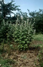 Image result for Althaea officinalis