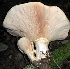 Attēlu rezultāti vaicājumam “Lactarius”