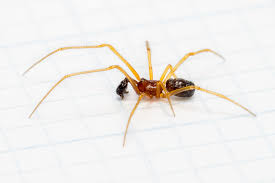 Attēlu rezultāti vaicājumam “Neottiura bimaculata female”