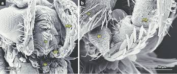 Attēlu rezultāti vaicājumam “Micropterigidae”