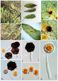 Attēlu rezultāti vaicājumam “Phragmidium sp.”